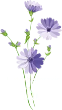 Nautheilpraxis-Isabelle-Logo-neg-125x220px